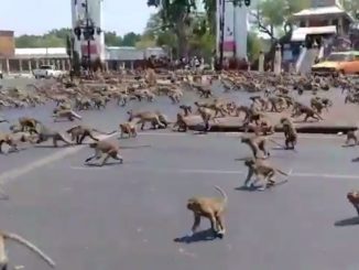 Gang Of Monkeys Fight For Food In Thailand After Tourism Slows Down Due To Coronavirus
