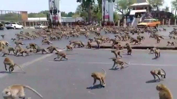 Gang Of Monkeys Fight For Food In Thailand After Tourism Slows Down Due To Coronavirus
