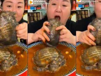 Chinese Woman Eats 'Whole Turtle' Soup
