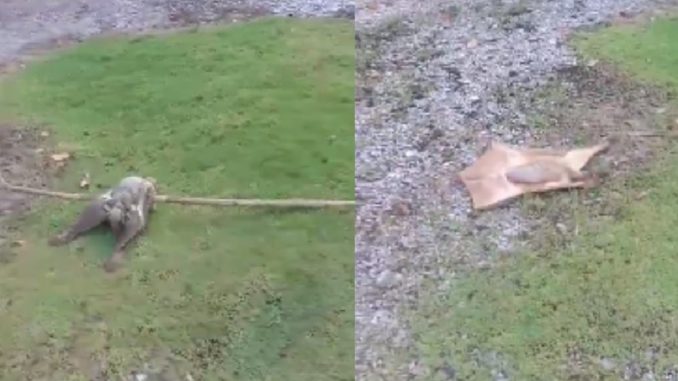 Family Tries To Deal With This Flying Lemur On Their Front Yard