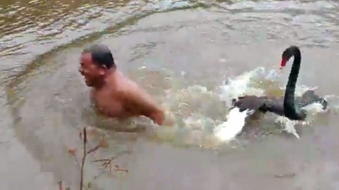 Man Gets Attacked By A Swan