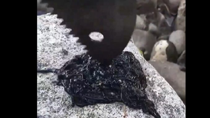 Viral Video Shows Strange 'Creature' Looks Like The Symbiote From Venom