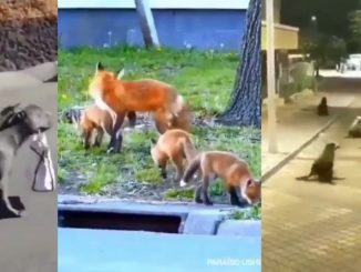 Animals Take Over The Streets Across The World While Humans Are Stuck Inside