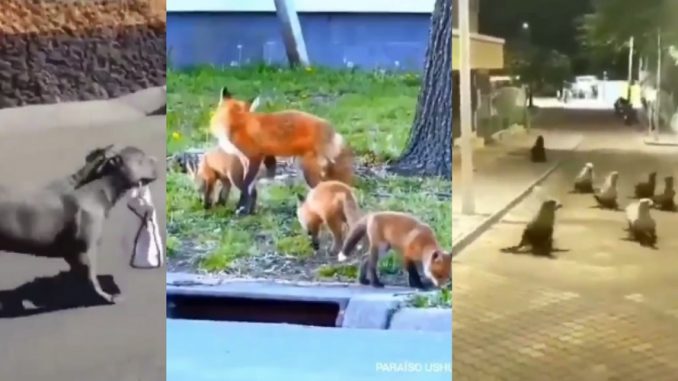 Animals Take Over The Streets Across The World While Humans Are Stuck Inside