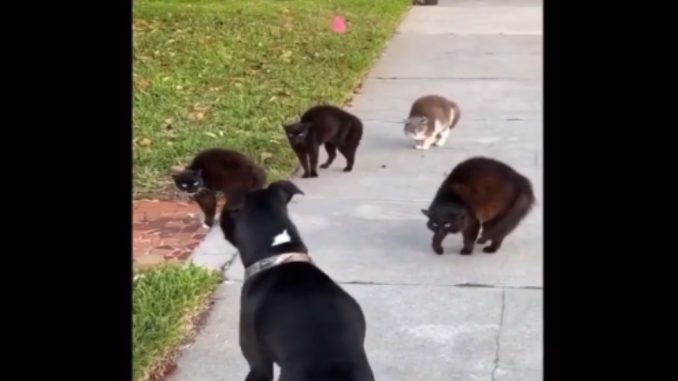 Dog Tries To Walk Down Sidewalk, But These Cats Ain't Having It