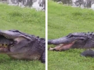 Turtle Runs For His Life After Getting In A 'Entanglement' With Alligators Mouth