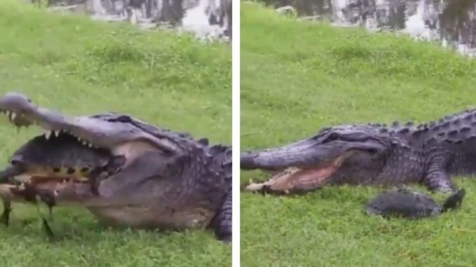 Turtle Runs For His Life After Getting In A 'Entanglement' With Alligators Mouth