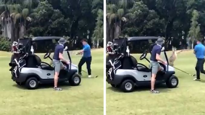 Aggressive Kangaroo Catches A Golfer Slippin'