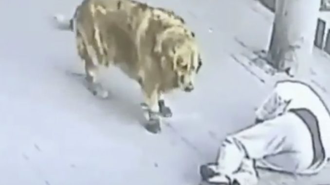 Cat Falls From The Sky And Knocks A Man Out Cold, Then A Dog With Shoes Tries To Help Him