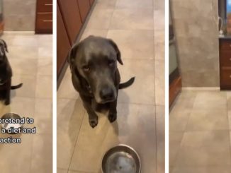 Dog Pulls A Knife On His Owner For Short Changin' His Doggy Bowl
