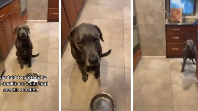 Dog Pulls A Knife On His Owner For Short Changin' His Doggy Bowl