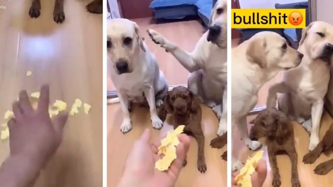 Dog Snitch on Guilty Puppy That Tore Up The Paper