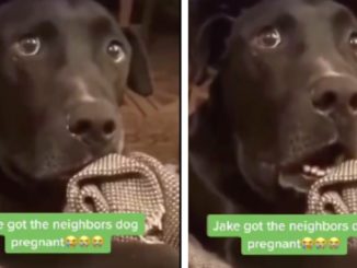 The Moment Jake Found Out He Got The Neighbor's Dog Pregnant