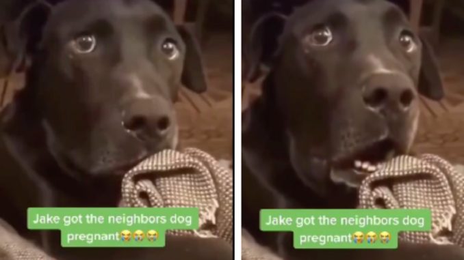The Moment Jake Found Out He Got The Neighbor's Dog Pregnant