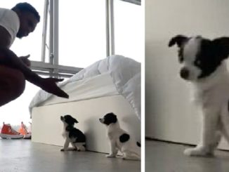 Viral Video Shows Man Disciplines His Dogs For Not Showing Him The Proper Respect