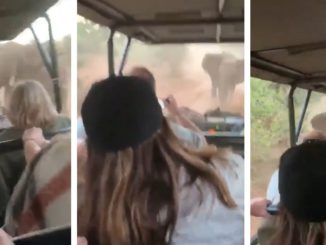 Pissed Off Elephant Chases People On "Safari"