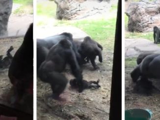Baby Gorilla Gets Tossed And Trampled While Adults Battle It Out