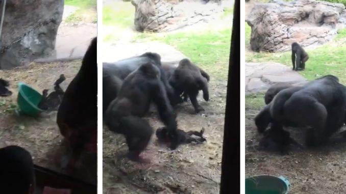 Baby Gorilla Gets Tossed And Trampled While Adults Battle It Out
