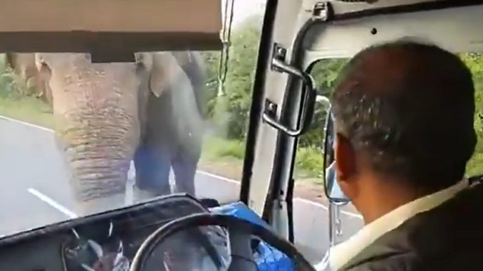Elephant Stops Traffic To Pull A Jack Move For Some Fruit
