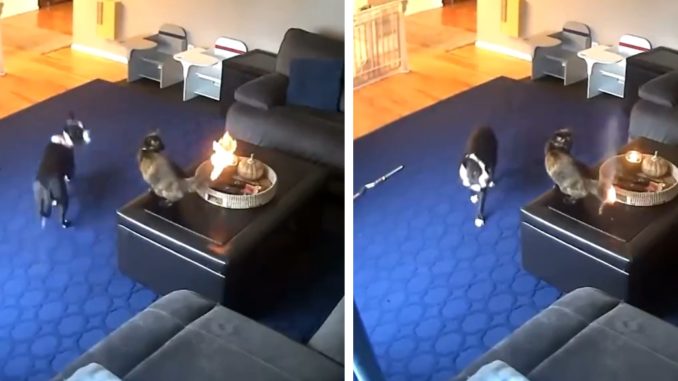 Viral Video Shows Cat's Tail On Fire..But The Dog Is The One That Is Really In Shock