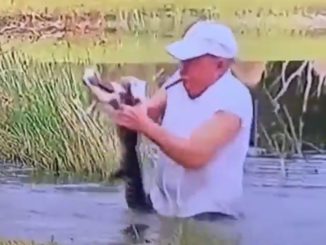 Viral Video Shows Man Save Puppy From Being Eaten By Alligator...Never Dropped His Cigar