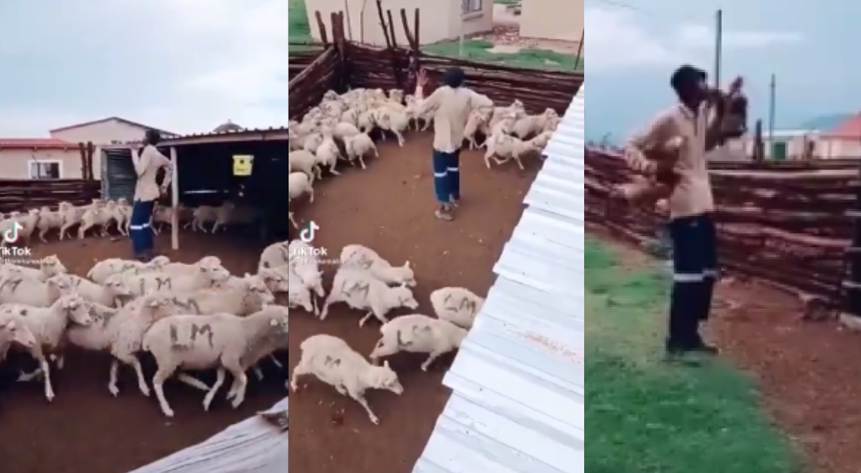South African Guy Takes Over TikTok Challenge With Chickens In Hand