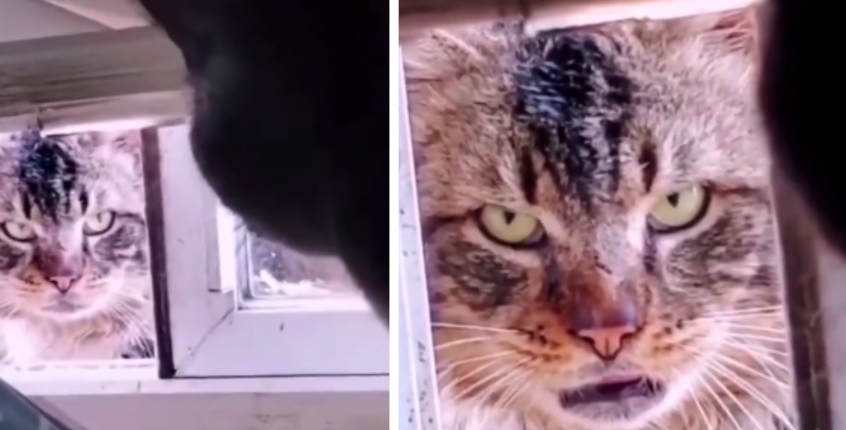 Stray Cat Harasses House Cat 'Come outside'