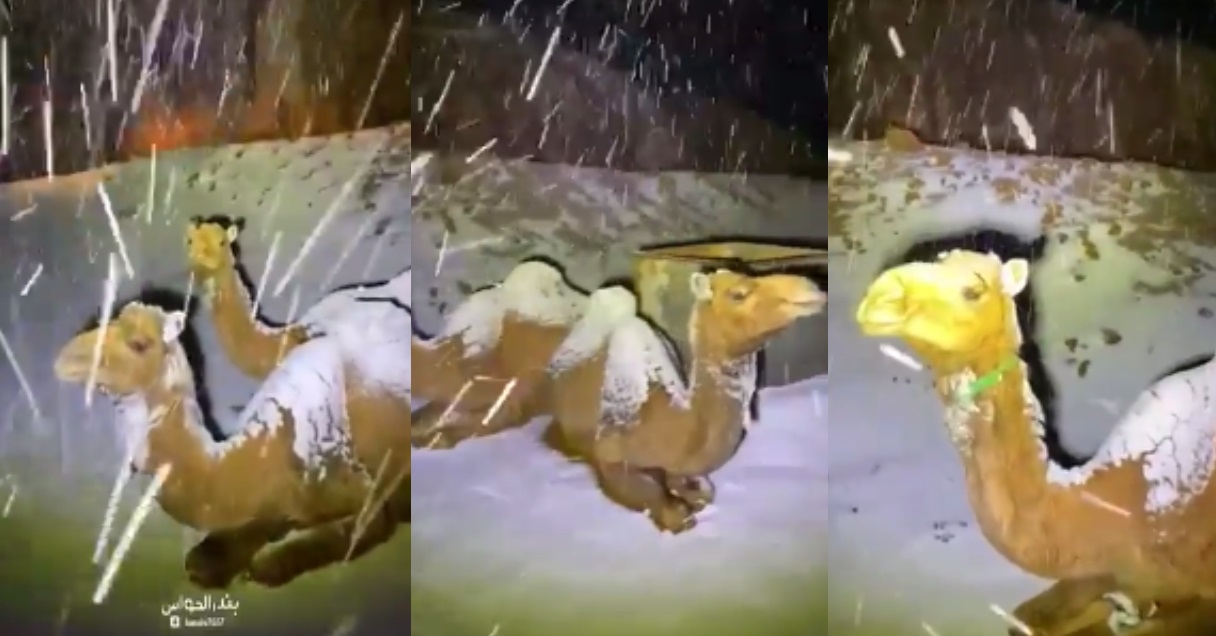 Video Shows That It Is Snowing In Saudi Arabia