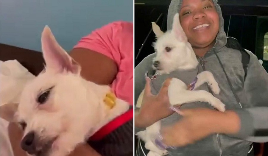 Woman Reportedly Abused Her Dog On Instagram Live To Gain More Social Media Followers