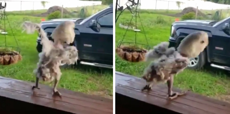 Bird Really Gets Down While Listening to The 'Humpty Dance'