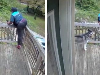 Amazon Employee Yells To The Top Of Her Lungs When She Spots A Husky On Patio