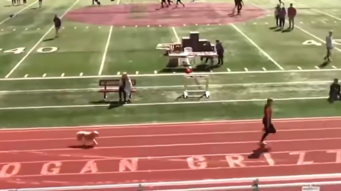Dog Crashes Utah Track Meets And Wins The Race