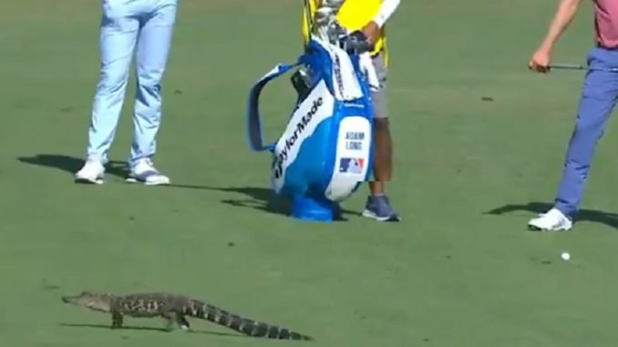 Baby Gator Makes A Special Appearance At PGA Championship