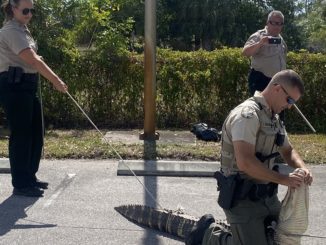 Florida Alligator Gets Detained After 'Allegedly' Chasing People In Wendy's Parking Lot