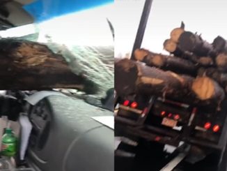 Log Crashed Through A Windshield On The Highway