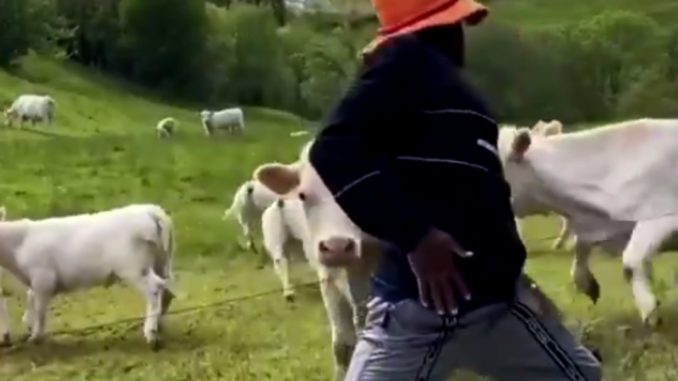 These Cows Are Sick & Tired of This TikTok Dancer