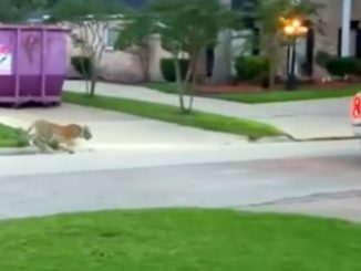 Tiger Spotted Taking a Light Stroll Through Houston Neighborhood