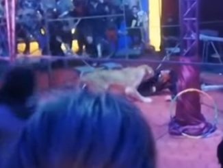 Video Shows The Shocking Moment Trainer Gets Attacked By Lioness At Russian Circus Show
