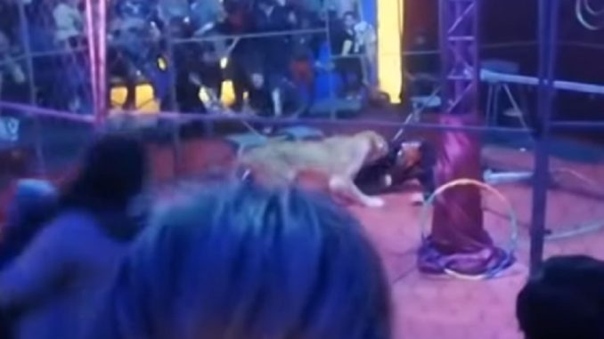 Video Shows The Shocking Moment Trainer Gets Attacked By Lioness At Russian Circus Show
