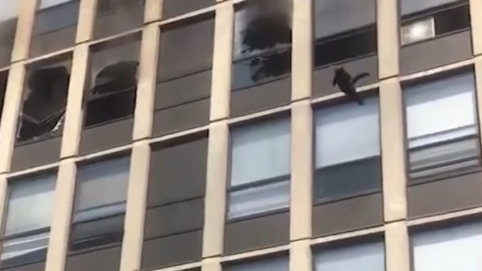 Video Shows a Cat Jump Out of a 5th Floor Window and Survive
