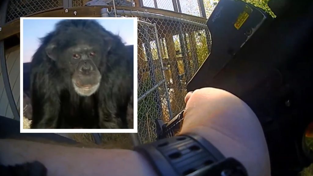 'Do A Head Shot!': Bodycam Video and 911 Call Reveal Chimpanzee Owner