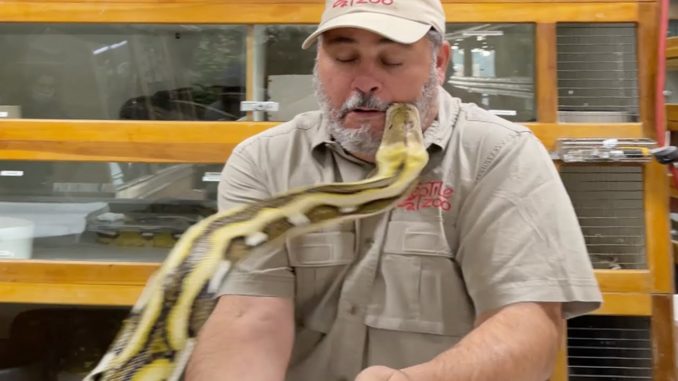 Crazy Video Shows 'Momma' Python Bite The Hell Out Zookeeper's Face