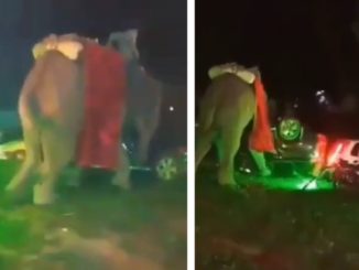 Elephant Goes On A Rampage, Flipping 6 Cars at Wedding