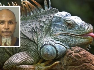 Florida Man Uses 'Stand Your Ground' Defense After Beating Iguana To Death
