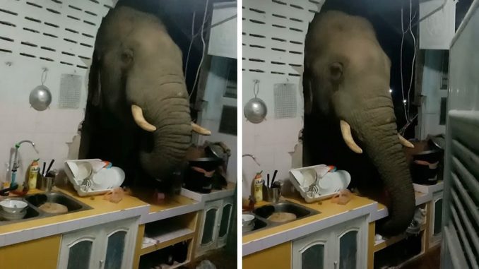 Greedy Elephant Smashes Through a Family's Kitchen Wall To Steal Bag of Rice