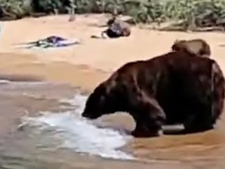 Momma Black Bear Takes Her Cubs To Lake Tahoe Beach For a Picnic