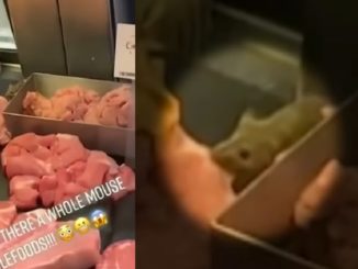 Mouse Eating Meat in NYC Whole Foods