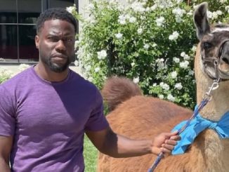 Nick Cannon Sent Kevin Hart A Llama For His 42nd Birthday