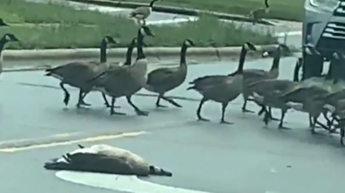 Someone Witnessed A Real Life Goose Funeral Processional
