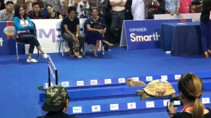 Tortoise Versus Hare In Live Action